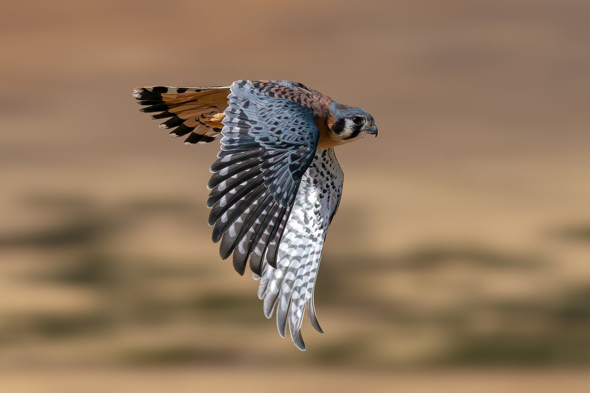 American Kestrel-9454-Edit.jpg