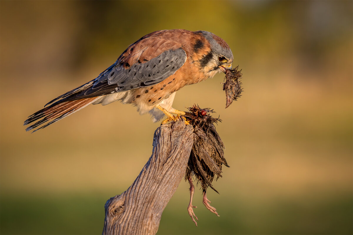 American kestrel.jpg