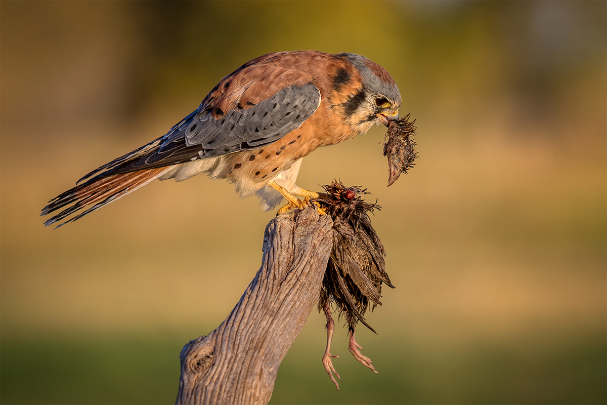 American kestrel.jpg