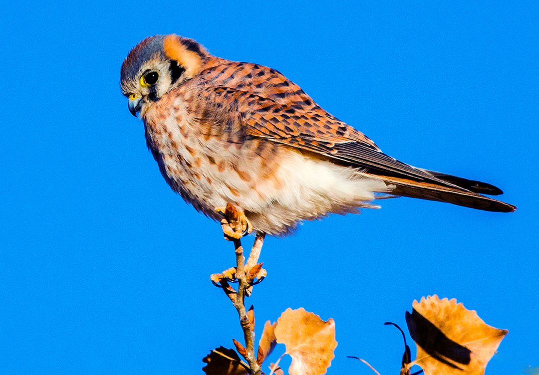 American Kestrel.jpg