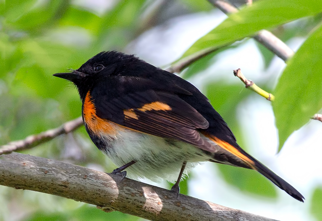 American Redstart.jpg