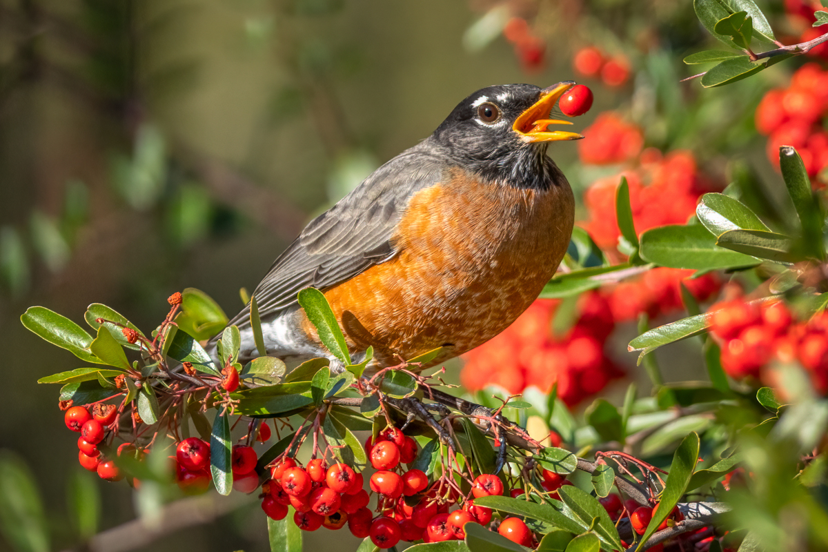 American robin-02863-Edit.jpg