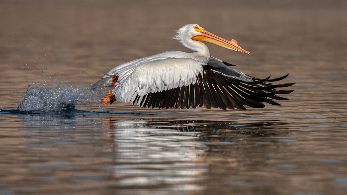 American white pelican-04886-Edit.jpg