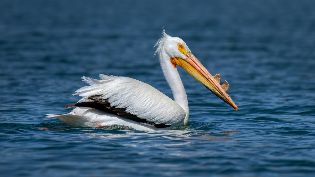American white pelican-05075-Edit.jpg
