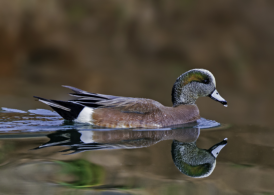 American Widgeon II.jpg