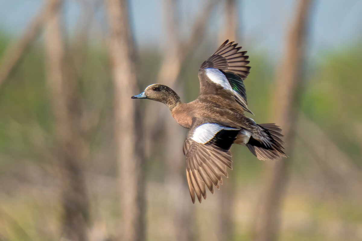 American wigeon-00082-Edit.jpg