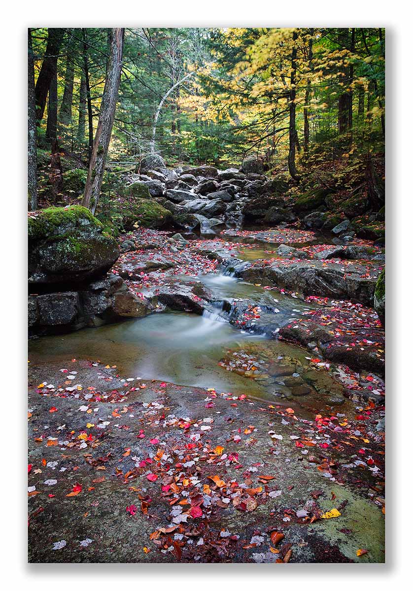 AMR Fall 2017 5Dsr-219 Night at Gill Brook 01 Display.jpg