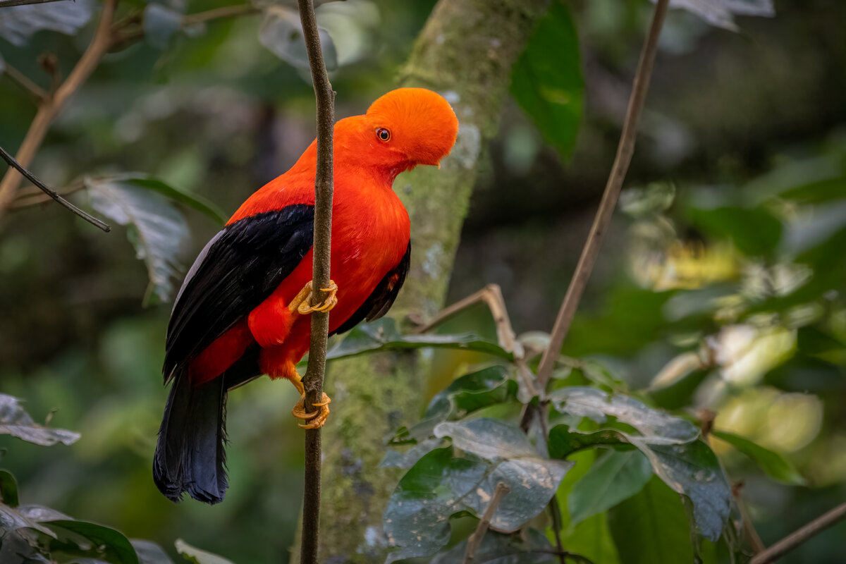 Andean Cock-of-the-Rock-02899-Edit.jpg