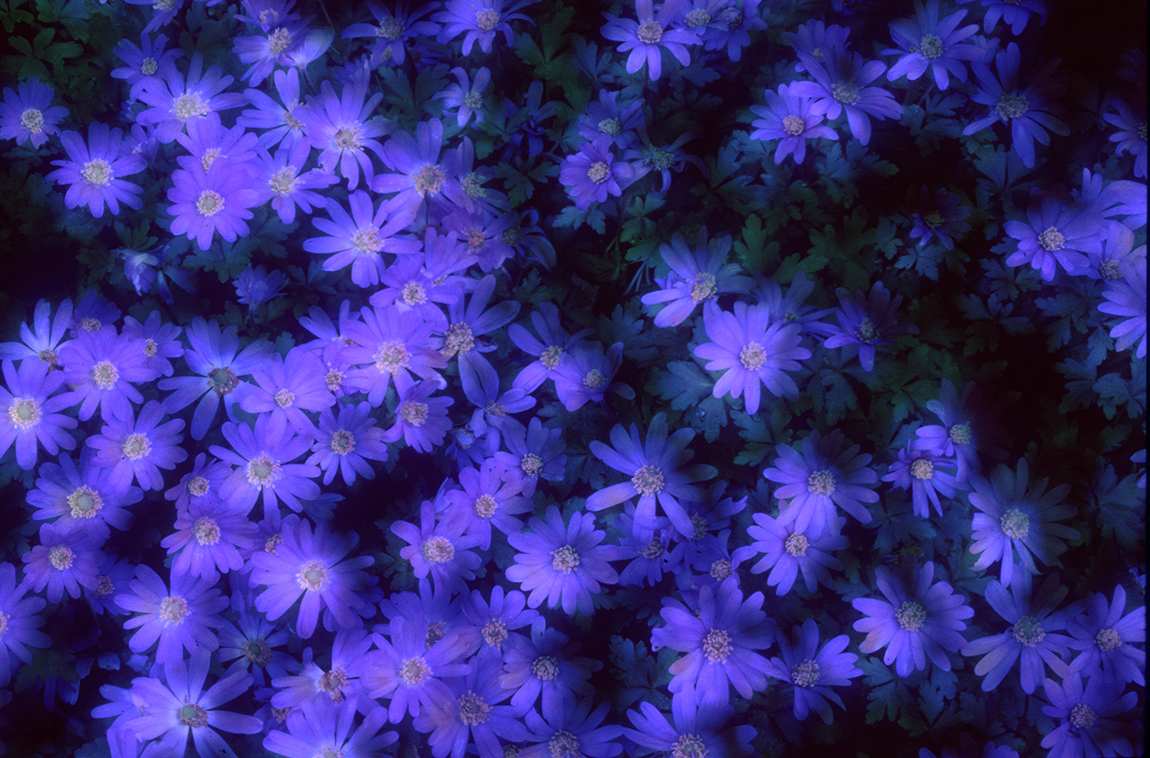 Anenome.jpg