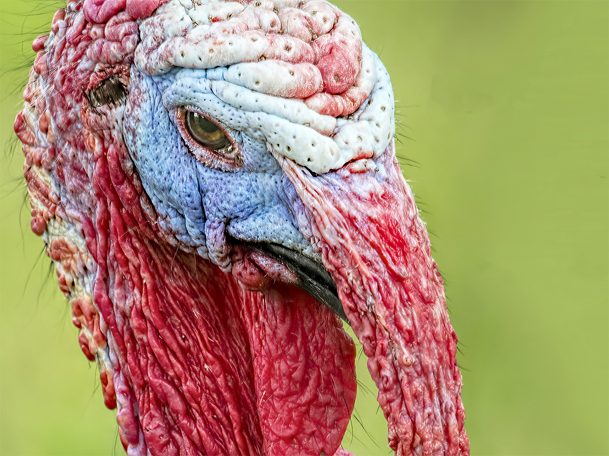 Angry Turkey.png