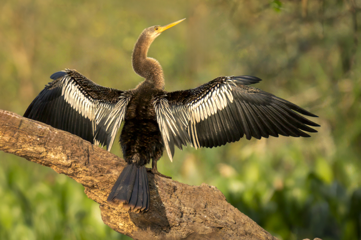 Anhinga-04328-Edit.jpg