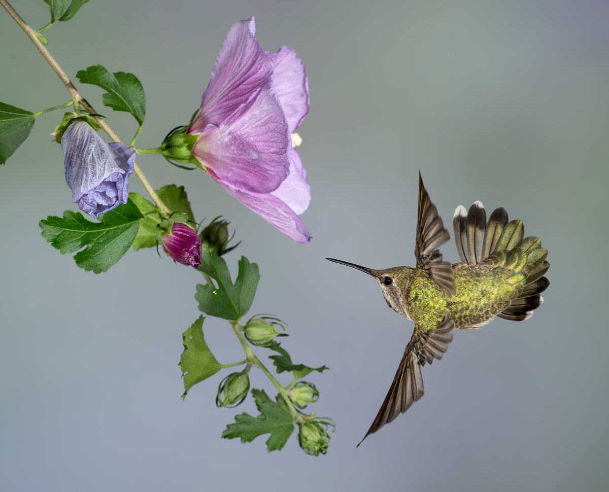 Anna's Hummingbird-8431-Edit.jpg