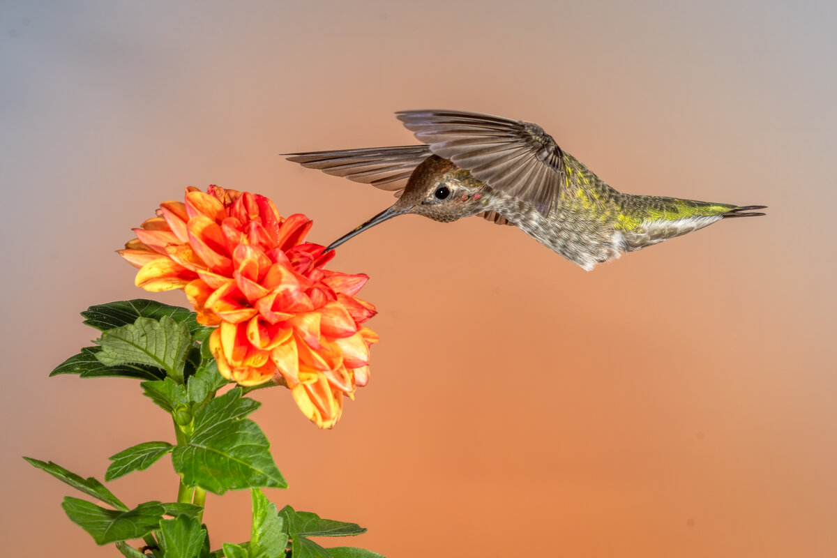 Anna's Hummingbird-9430-Edit.jpg