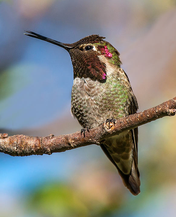 Anna's Hummingbird II (1 of 1).jpg