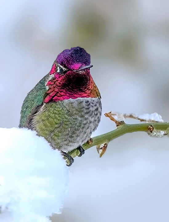 Anna's hummingbird snow bound II.jpg
