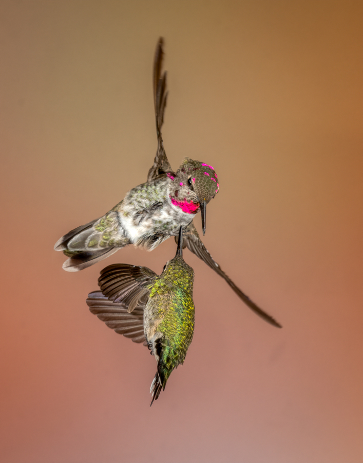Anna's Hummingbirds-00581-Edit.jpg