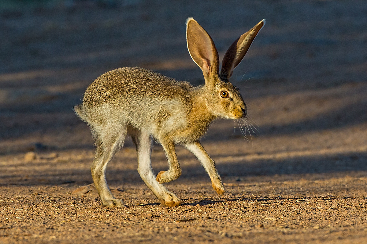 Antelope Jackrabbit.jpg