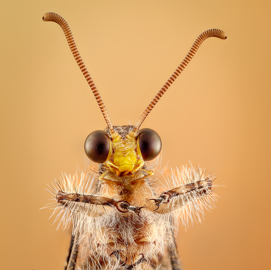 Antlion Portrait.jpg