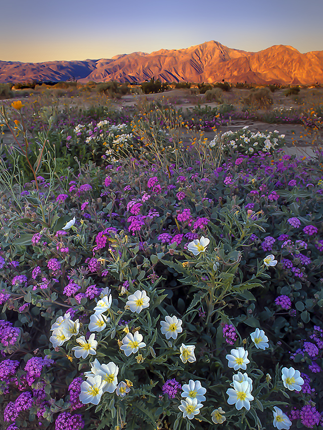 anza borrego scenic primroses and verbena.jpg