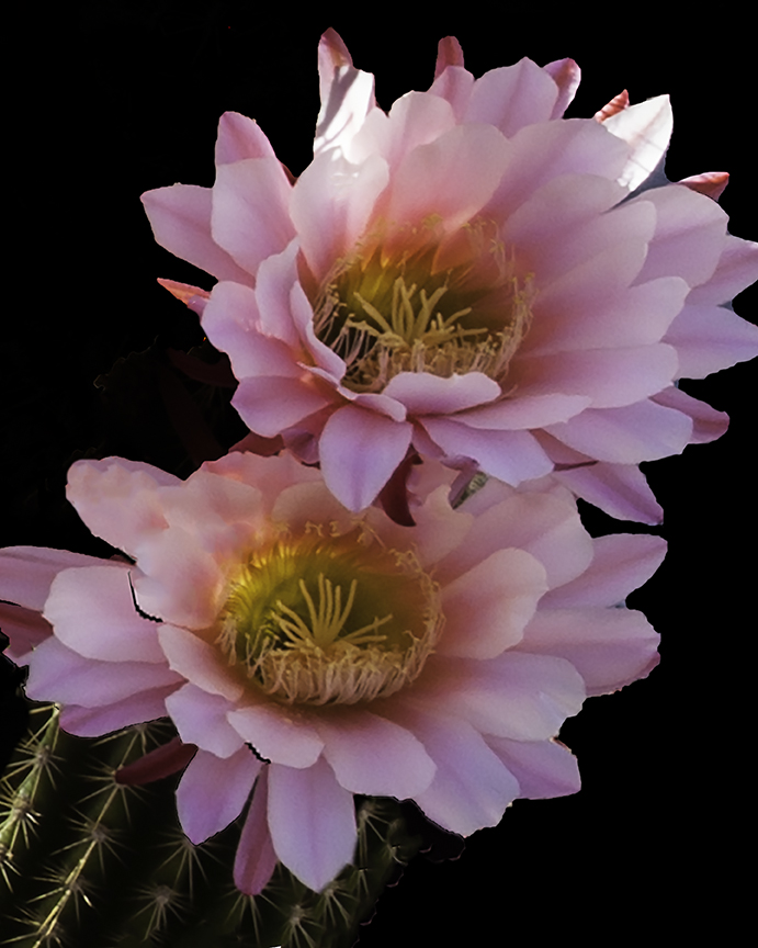 Argentine Cactus.jpg