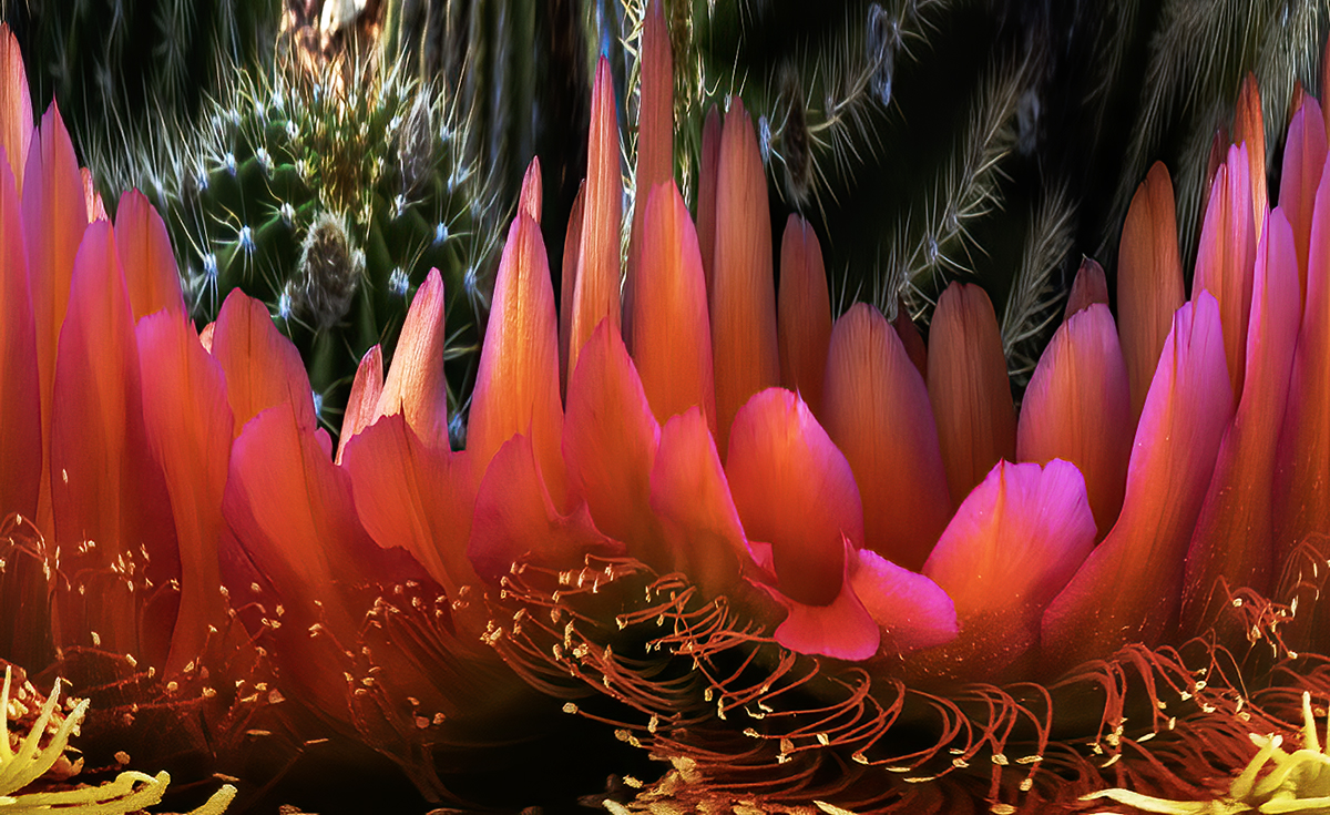 argentine giant cactus,-4683-Edit-2.jpg