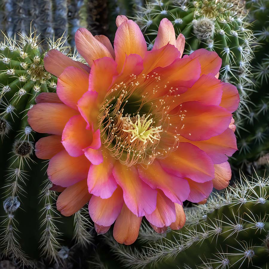 argentine giant cactus,-4683-Edit.jpg