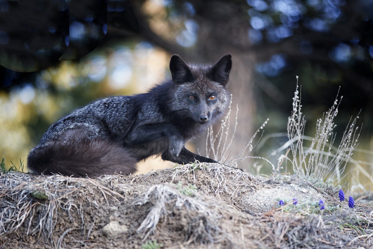 arising fox.jpg
