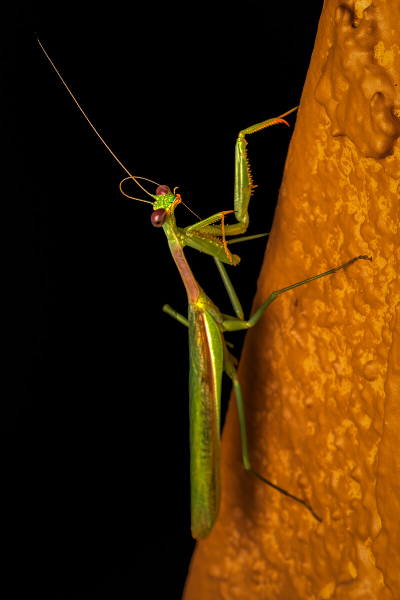 Arizona Mantis-0312-Edit.jpg
