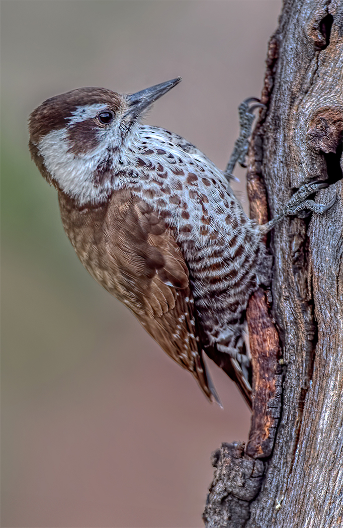 Arizona Woodpecker 2.jpg