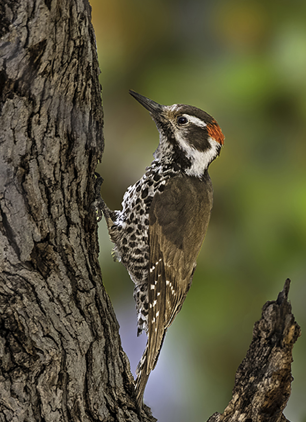 Arizona Woodpecker II.jpg
