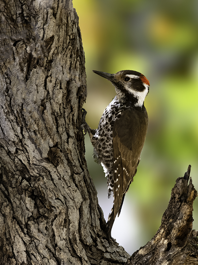 Arizona Woodpecker.jpg