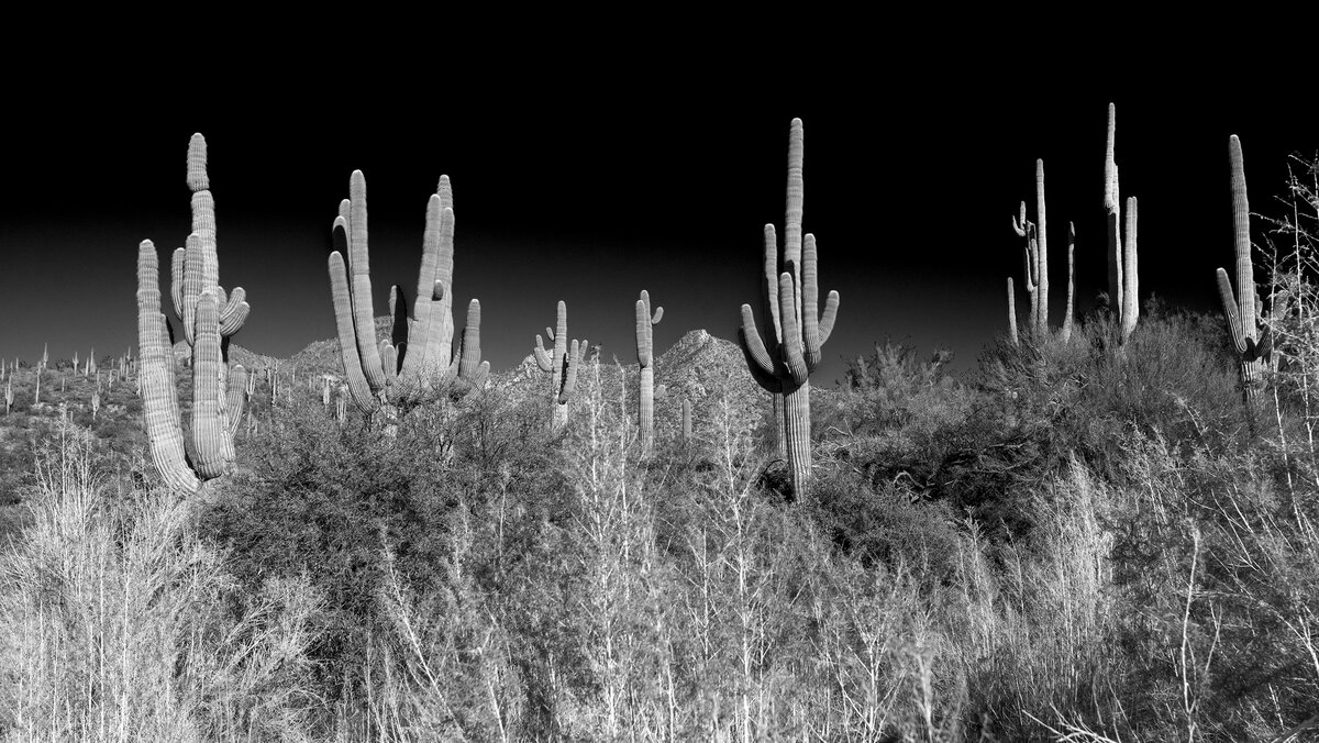 arizona3.jpg