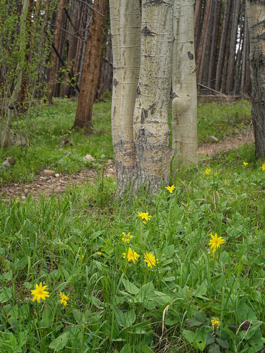 arnica.jpg