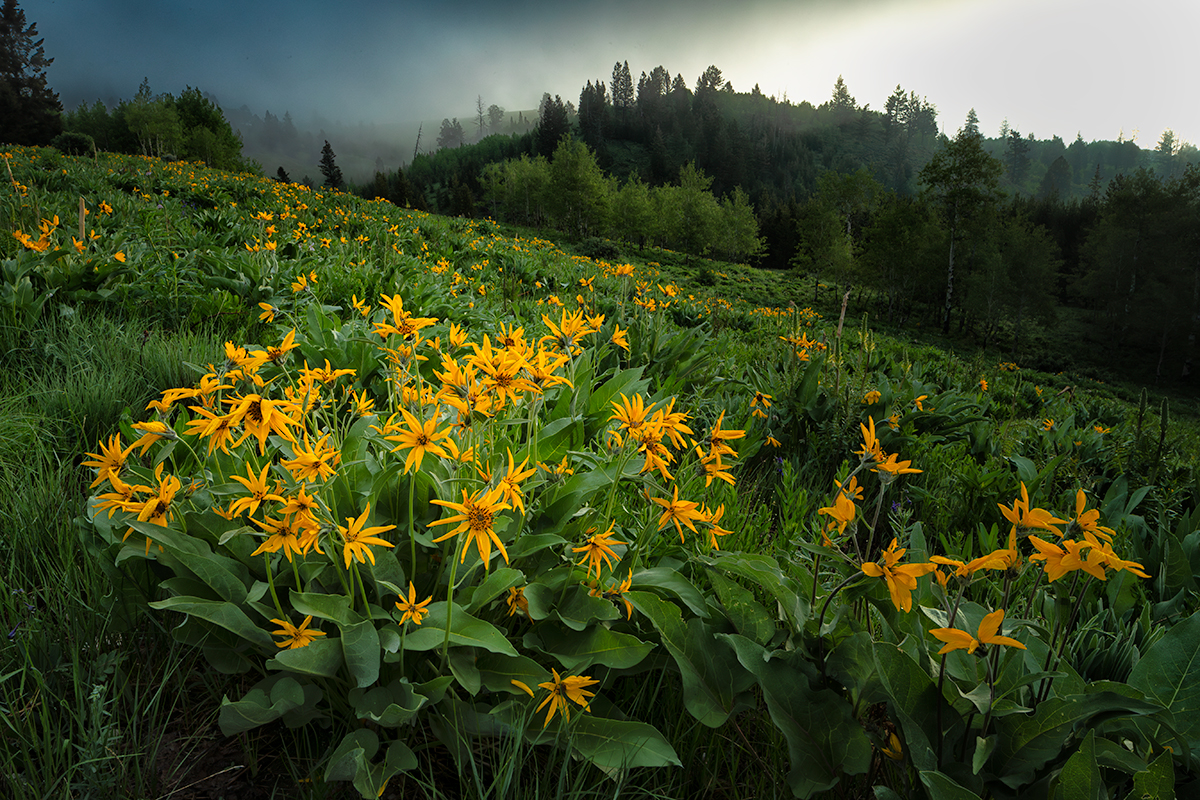 ArrowleafBalsamrootFog.jpg