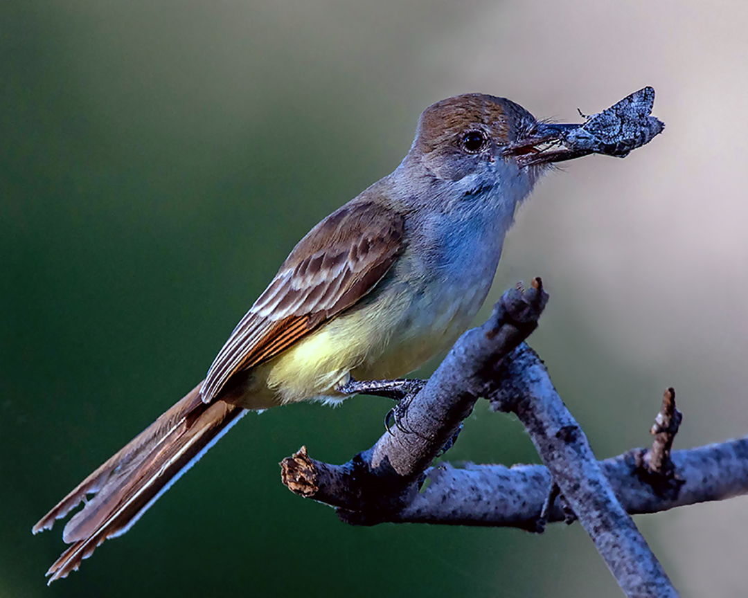 Ash-throated Flycatcher (1 of 1).jpg