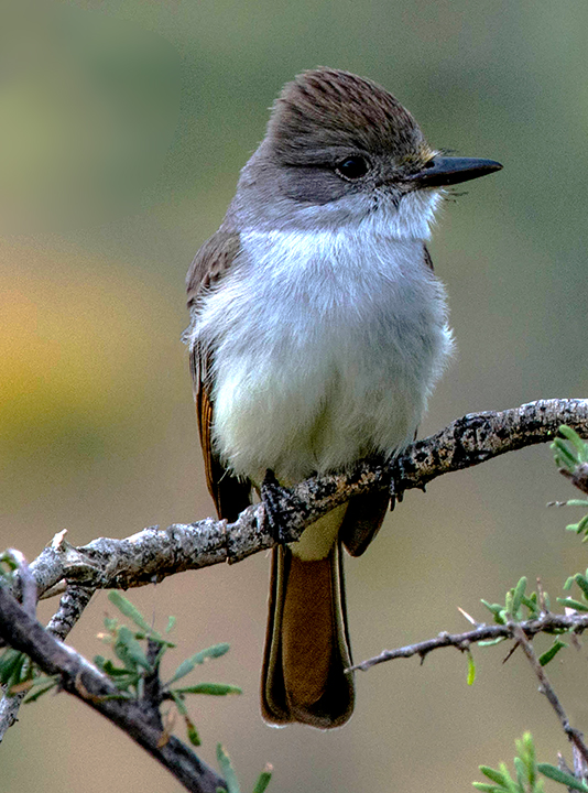 Ash-throated Flycatcher.jpg
