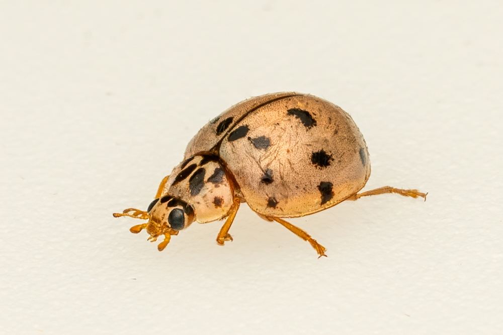 Ashy Gray Lady Beetle 0195-Edit.jpg