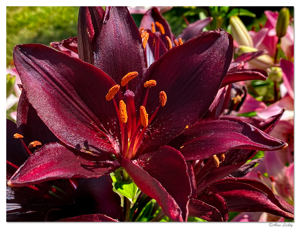 AsiaticLily2.jpg