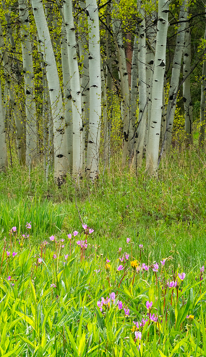 AspensDodecatheonsStackedCropNikCrop.jpg