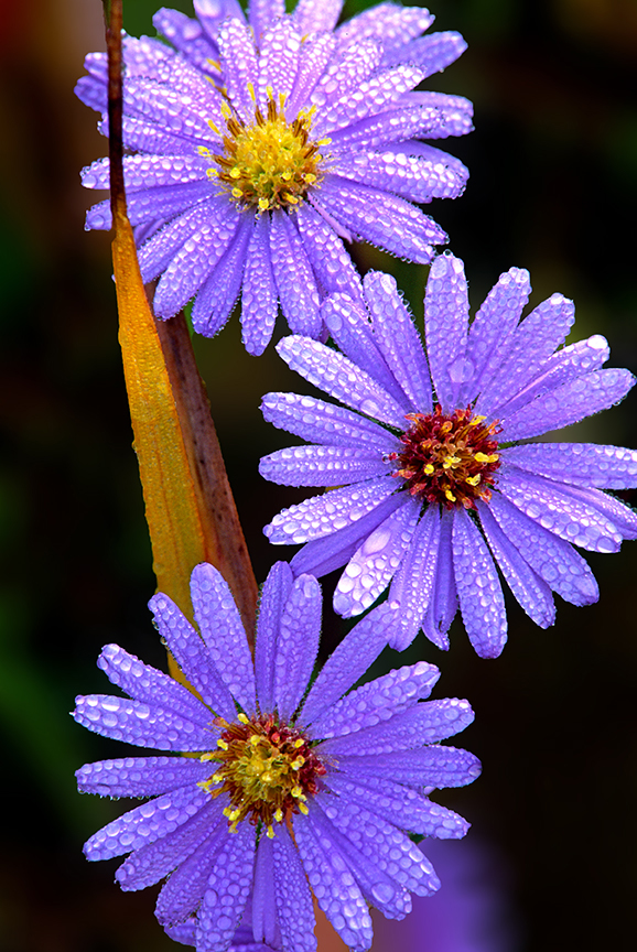 aster.jpg