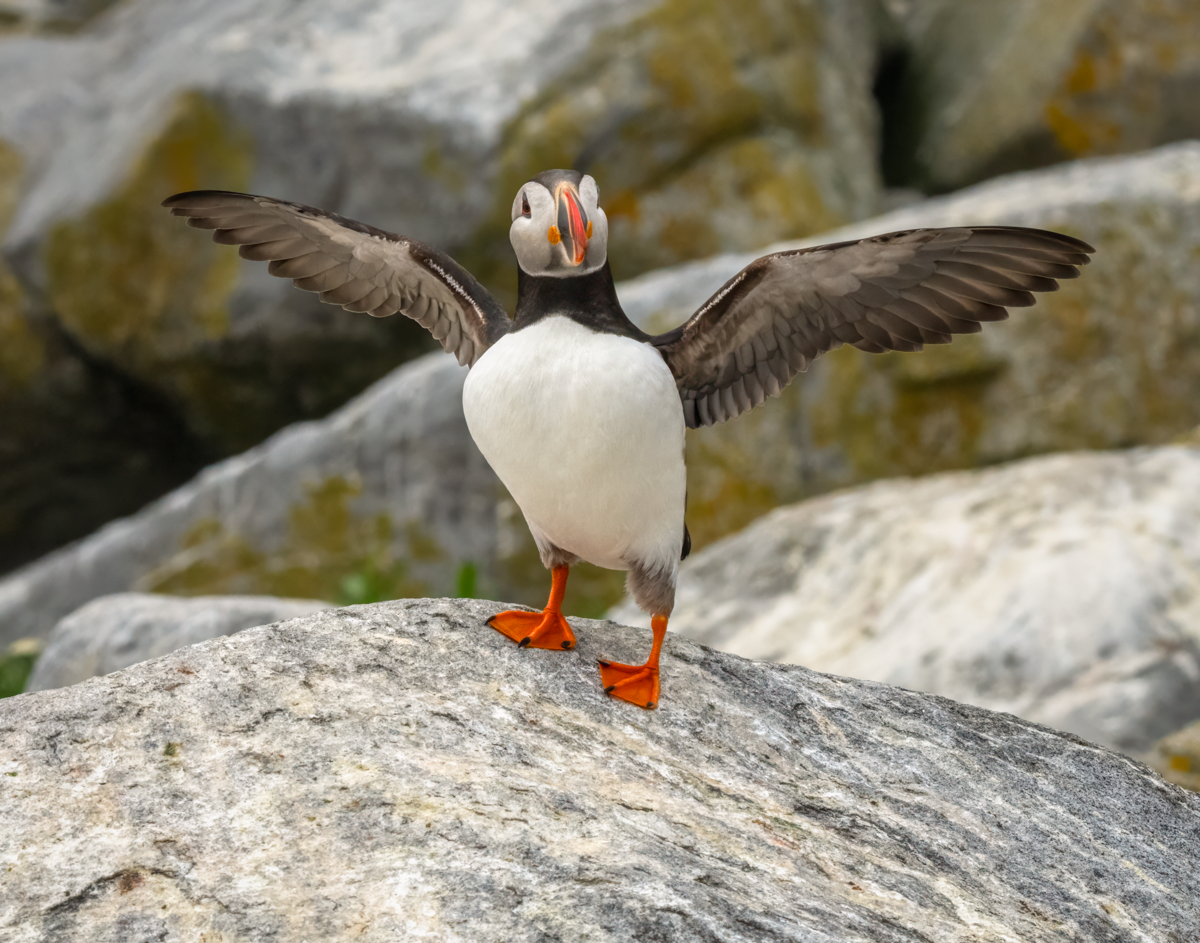 Atlantic puffin-03857-Edit.png