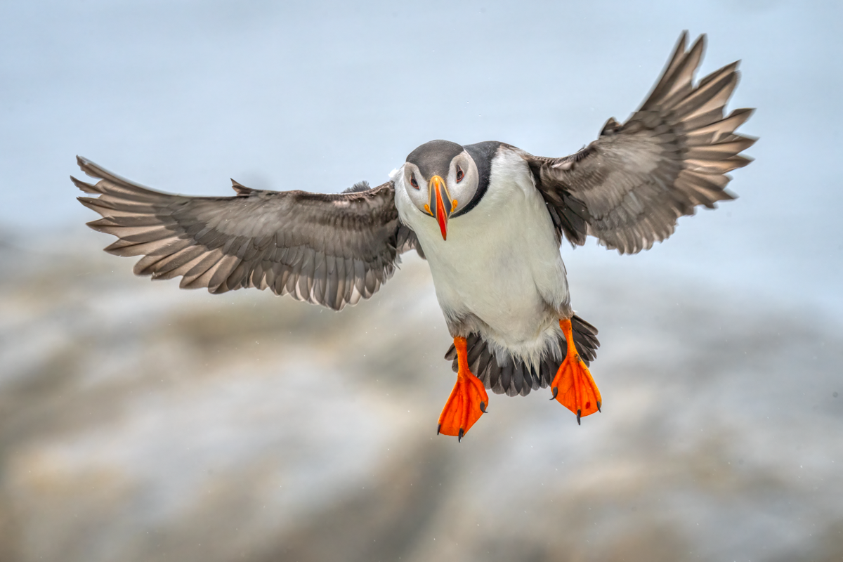 Atlantic puffin-04454-Edit.png