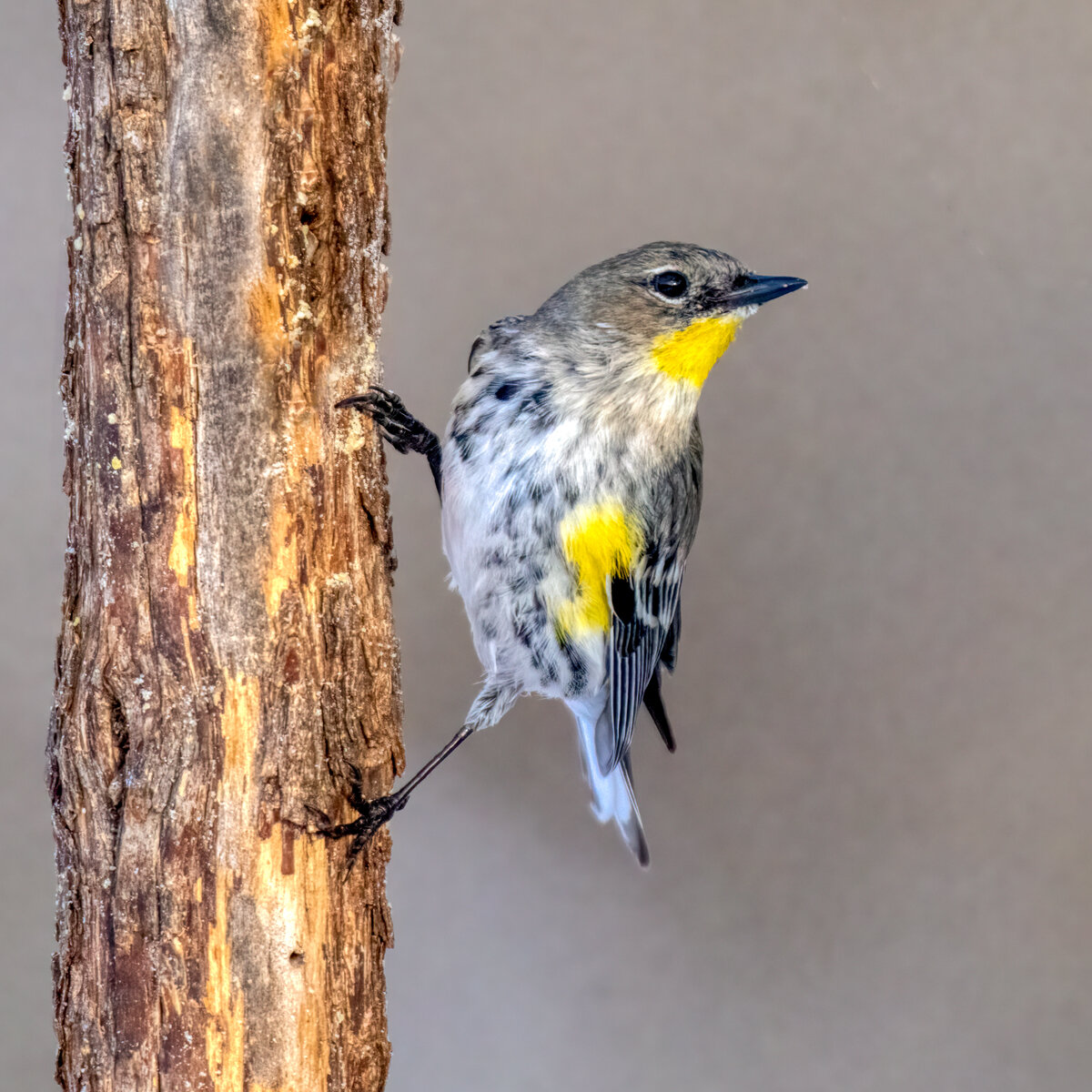 Audubon's warbler-23-Edit.jpg