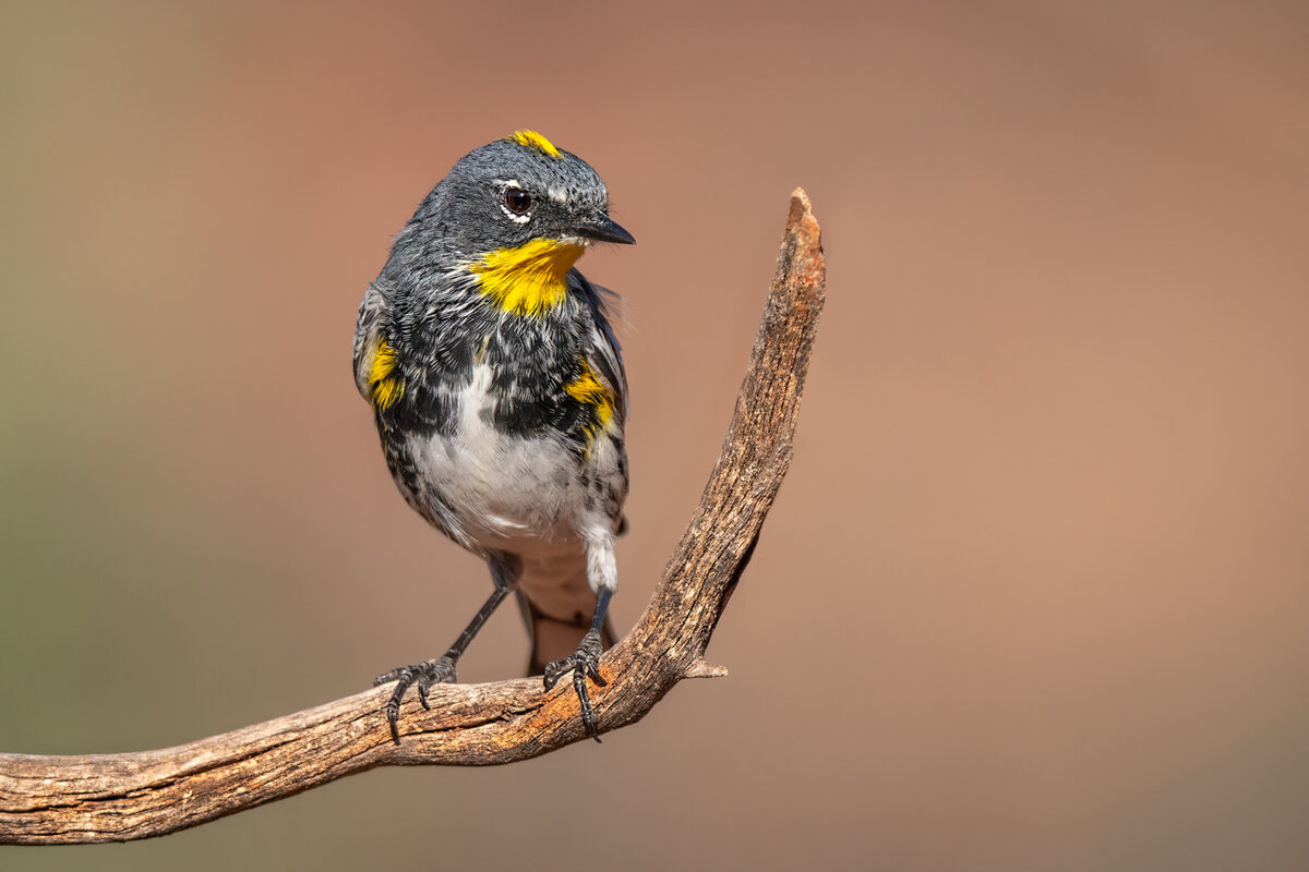 Audubon's warbler-4831-Edit.jpg