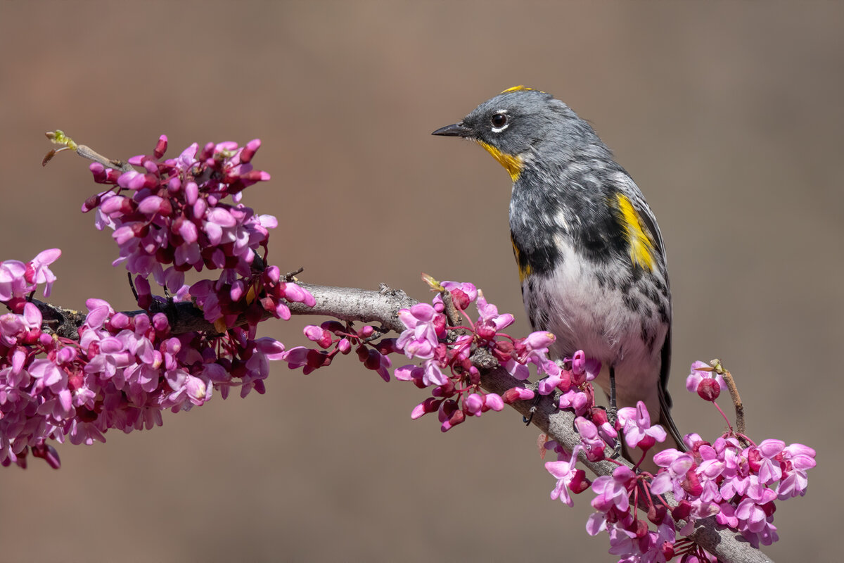 Audubon's warbler-6055-Edit.jpg