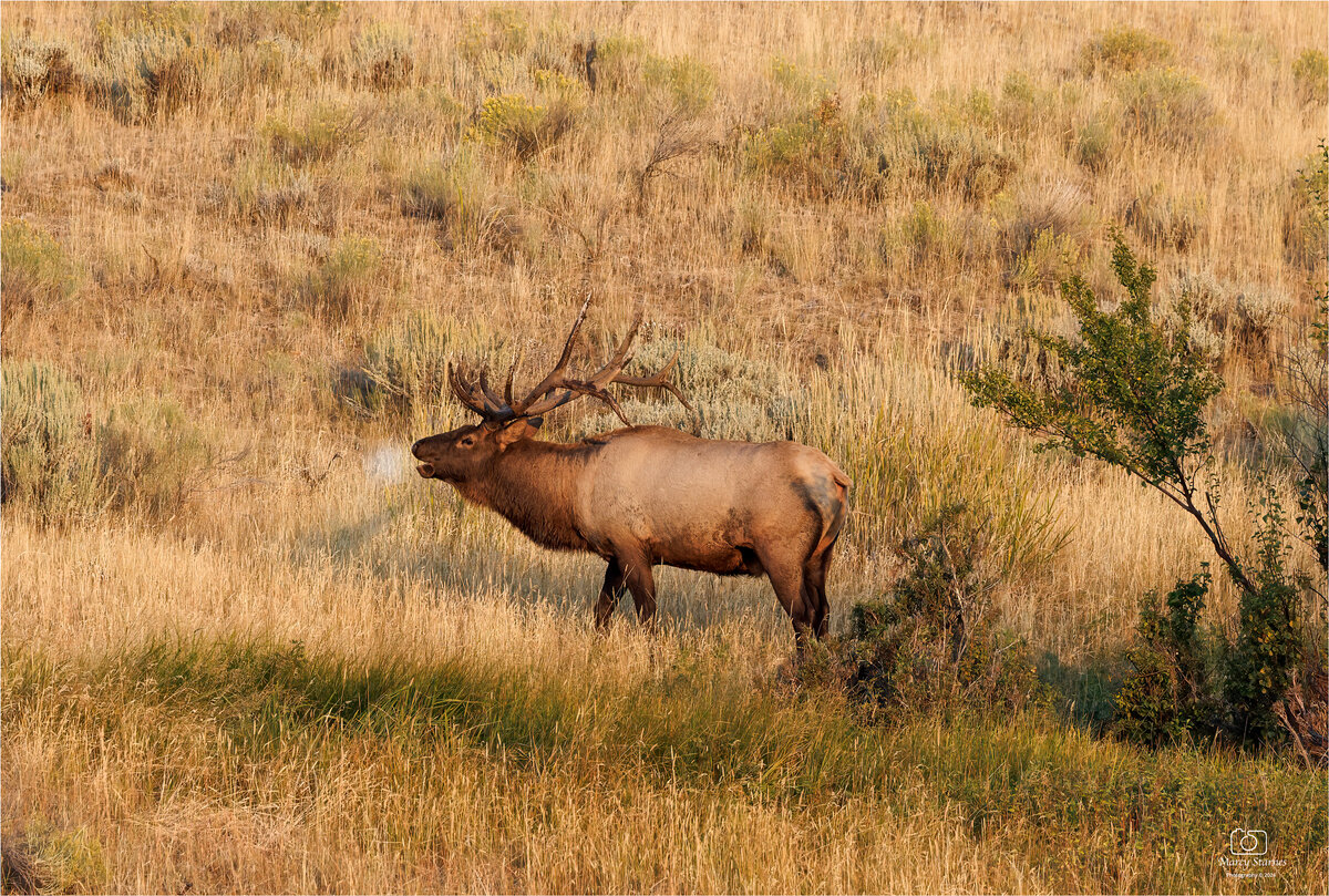 aug_ynp_elk_10_web.jpg