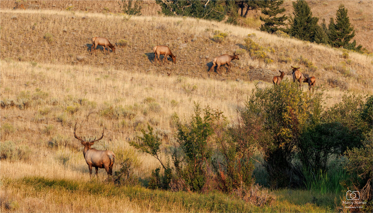 aug_ynp_elk_11_web.jpg