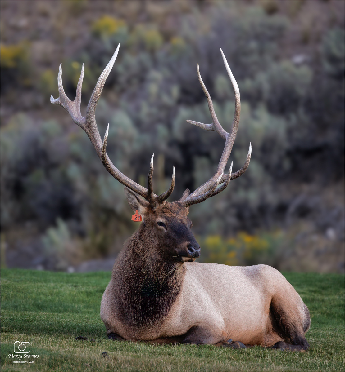 aug_ynp_elk_12_web.jpg