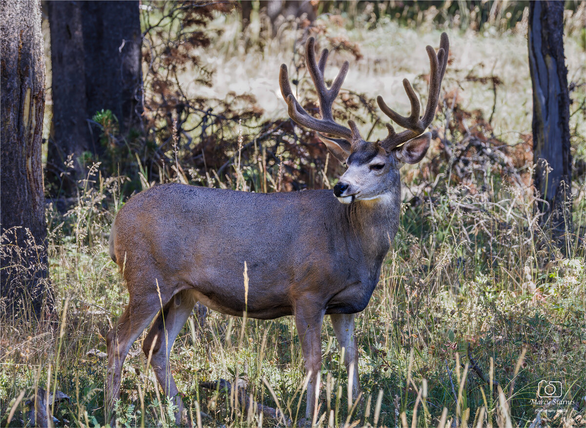 aug_ynp_muledeer_1_web.jpg