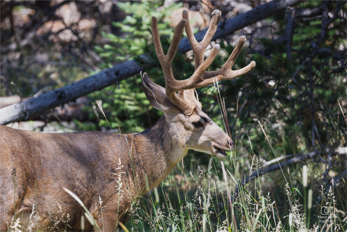 aug_ynp_muledeer_2_web.jpg